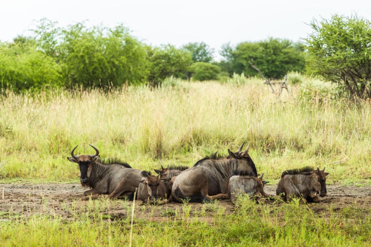 Black Rhino Game Lodge Pilanesberg Extérieur photo